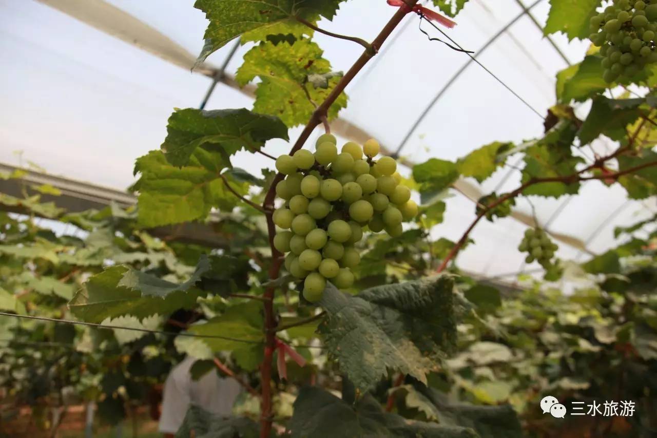 富硒果到底是什么水果（富硒水果标准）-硒宝网