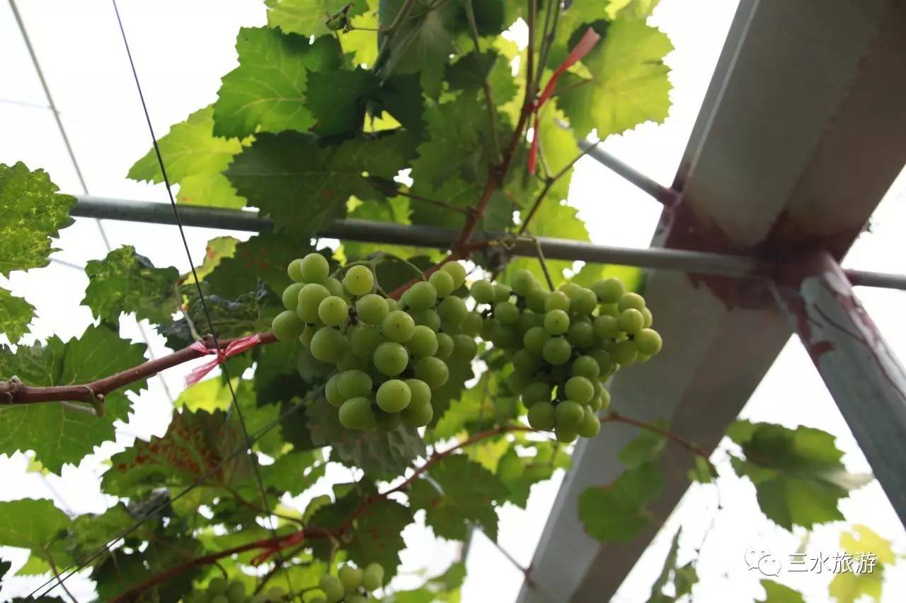 富硒果到底是什么水果（富硒水果标准）-硒宝网