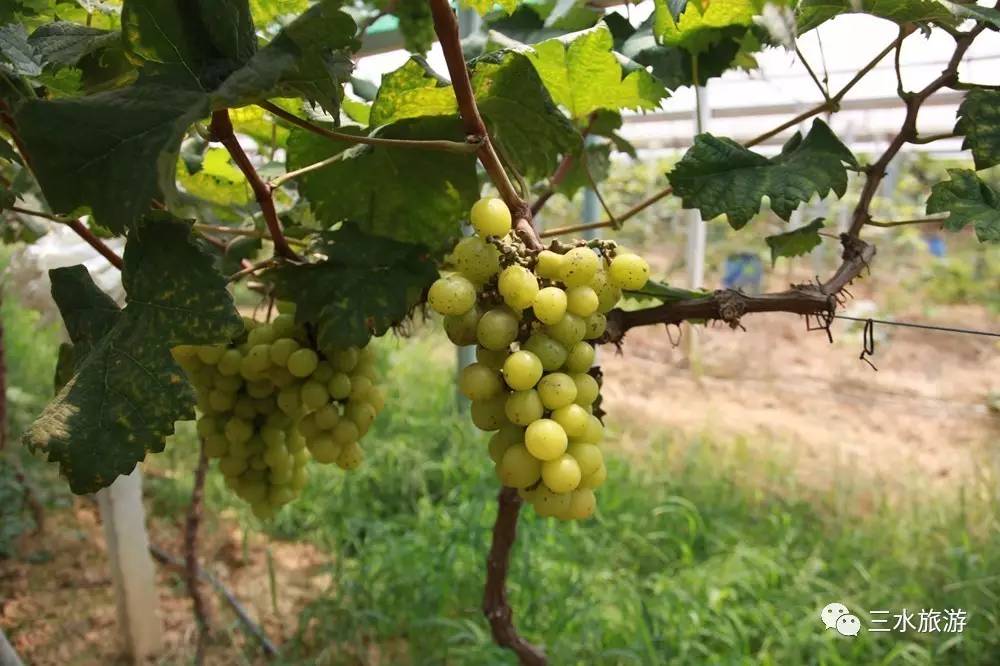 富硒果到底是什么水果（富硒水果标准）-硒宝网