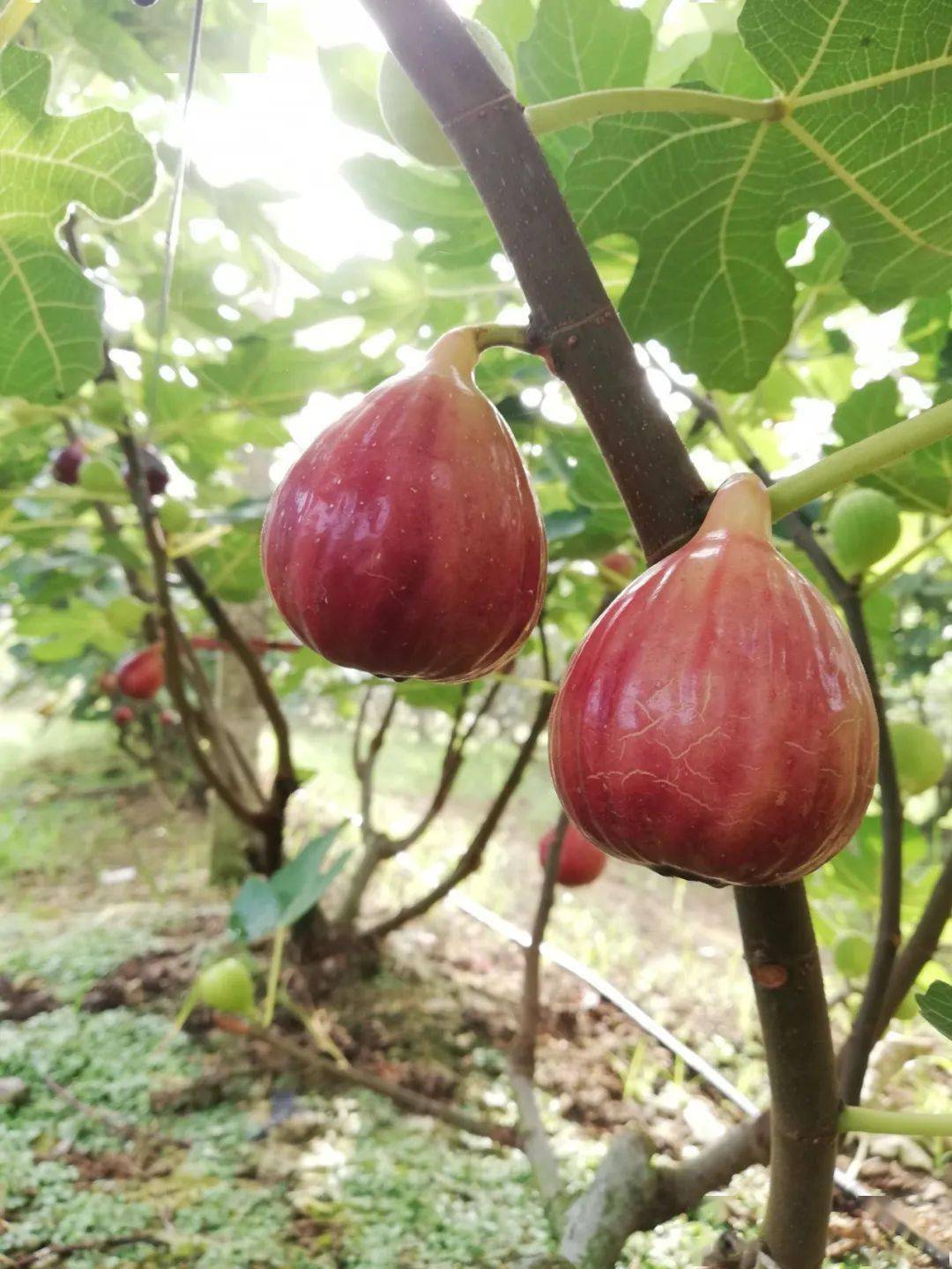 富硒水果无花果的功效(无花果富硒含量多少)-硒宝网