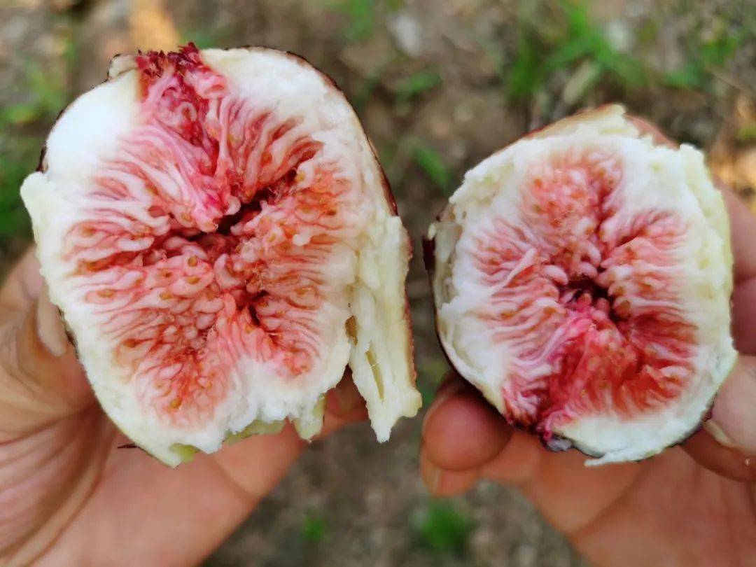 富硒水果无花果的功效(无花果富硒含量多少)-硒宝网