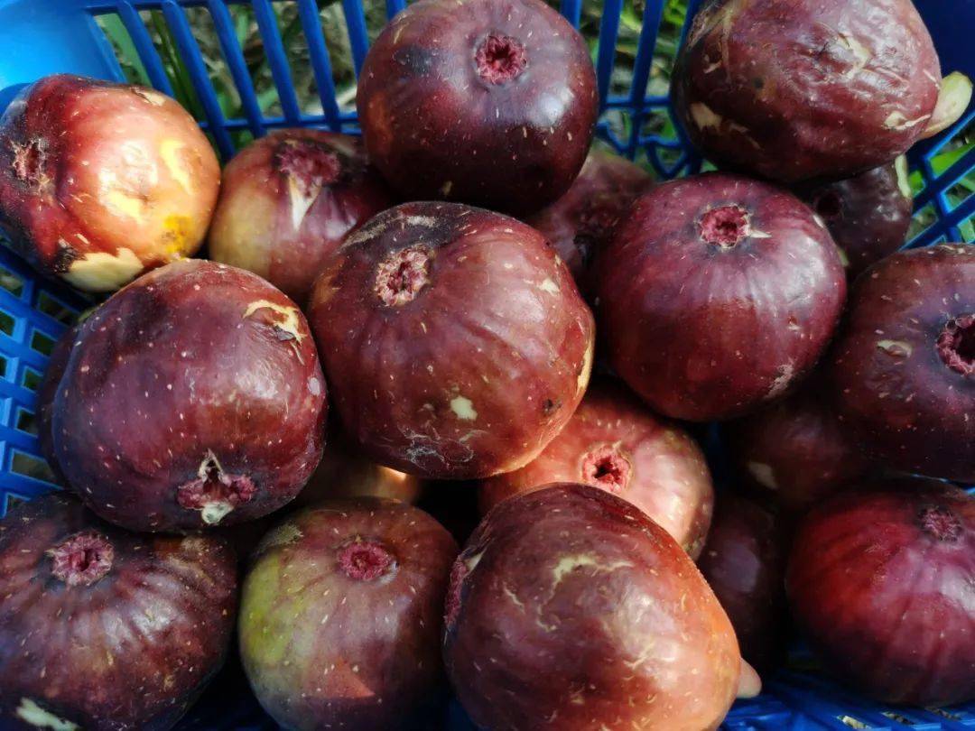 富硒水果无花果的功效(无花果富硒含量多少)-硒宝网