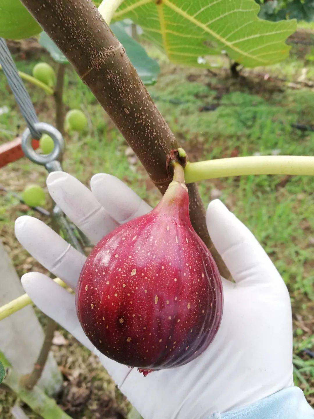 富硒水果无花果的功效(无花果富硒含量多少)-硒宝网