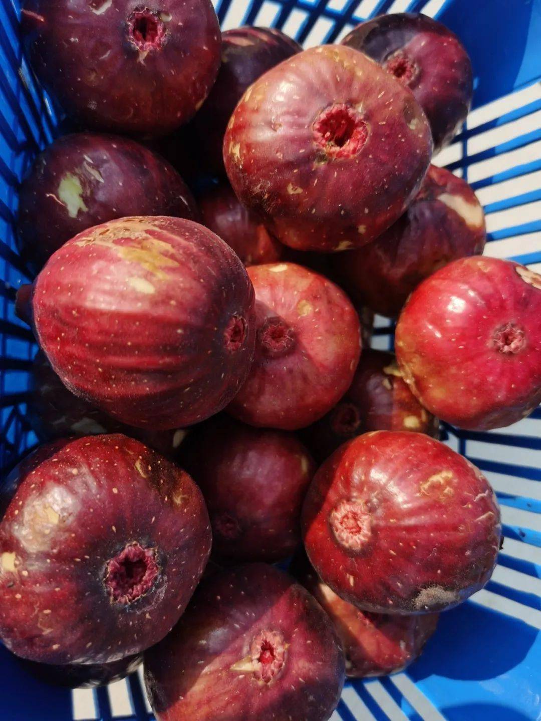 富硒水果无花果的功效(无花果富硒含量多少)-硒宝网