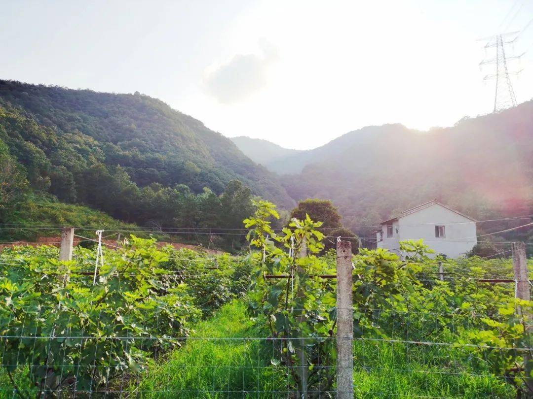 富硒水果无花果的功效(无花果富硒含量多少)-硒宝网