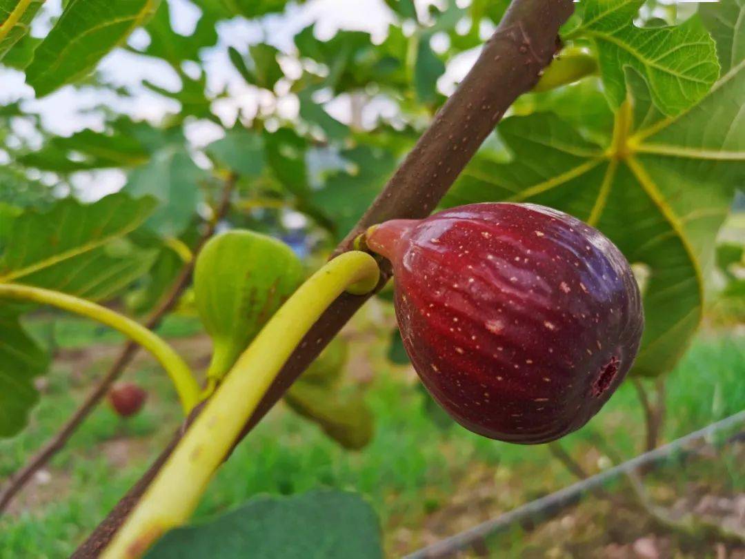富硒水果无花果的功效(无花果富硒含量多少)-硒宝网