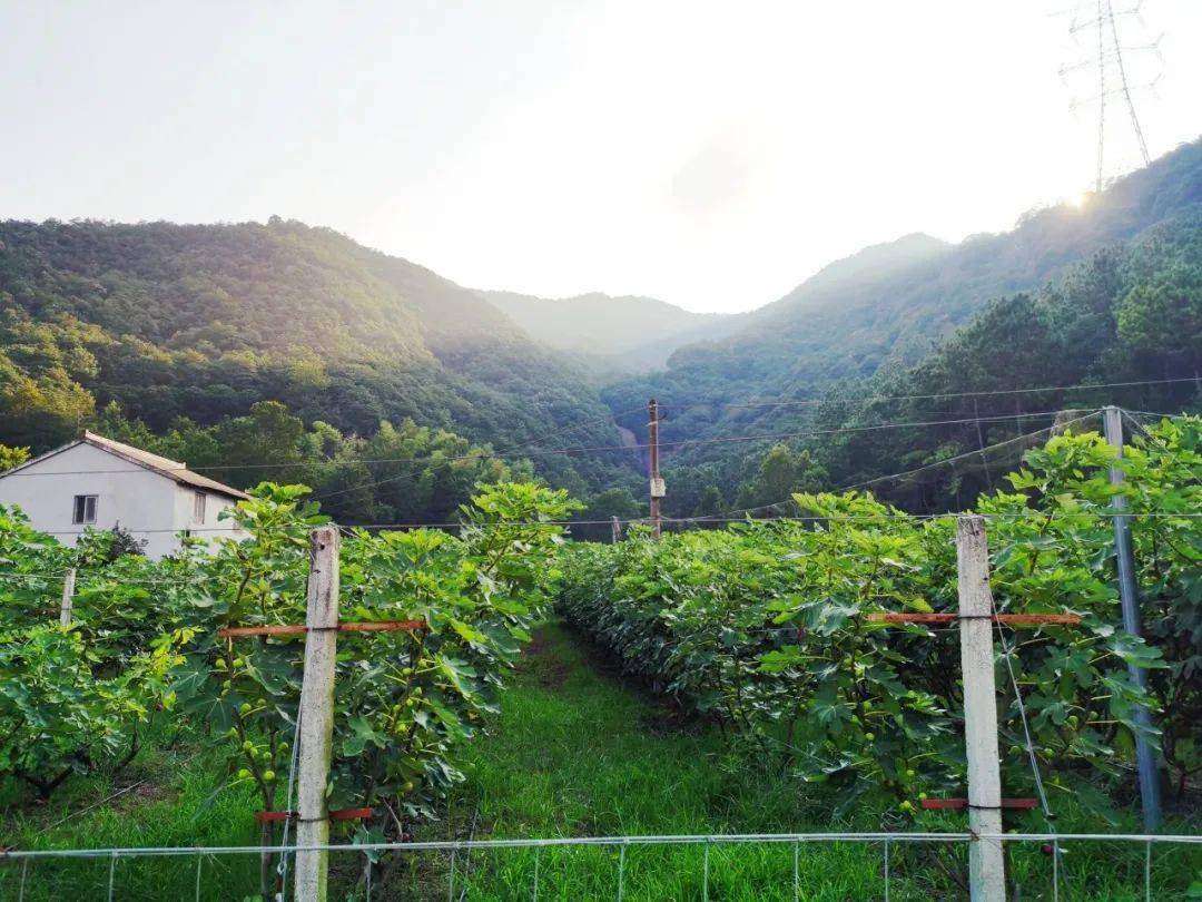 富硒水果无花果的功效(无花果富硒含量多少)-硒宝网