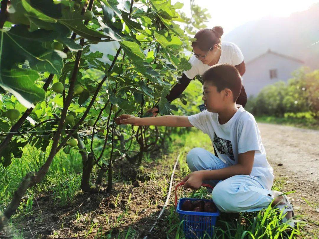 富硒水果无花果的功效(无花果富硒含量多少)-硒宝网