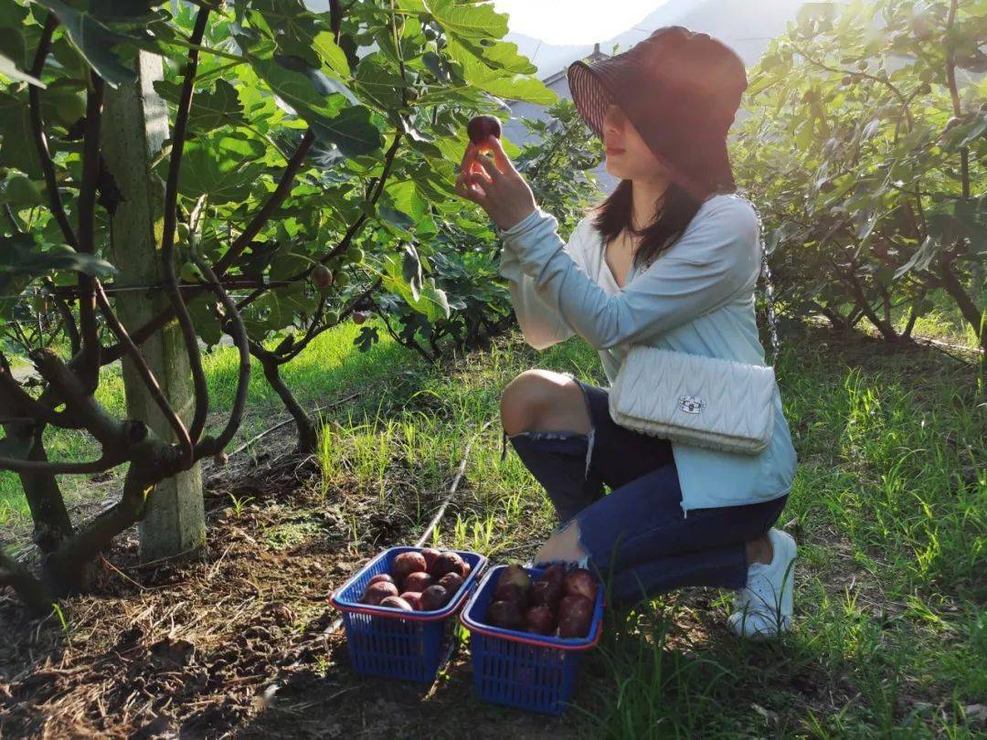 富硒水果无花果的功效(无花果富硒含量多少)-硒宝网