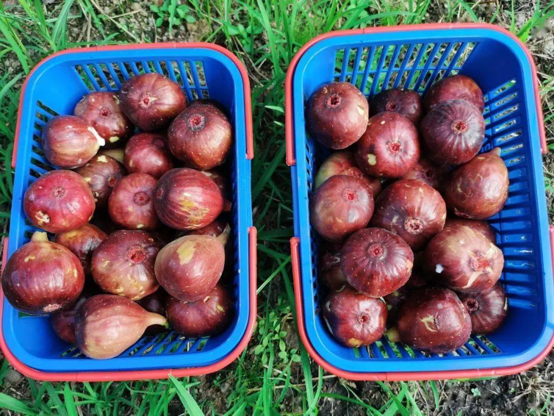 富硒水果无花果的功效(无花果富硒含量多少)-硒宝网