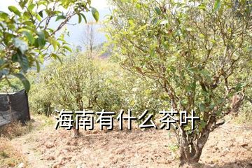 富硒藤茶碎茶是什么茶(富硒藤茶多少钱一斤)-硒宝网
