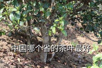富硒藤茶碎茶是什么茶（富硒藤条茶）-硒宝网