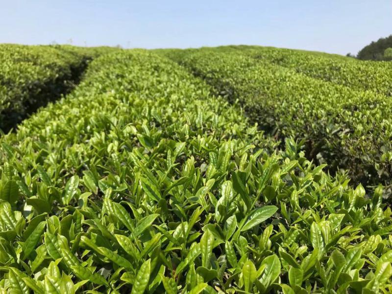 锌硒优质农产品有哪些（锌硒食材）-硒宝网