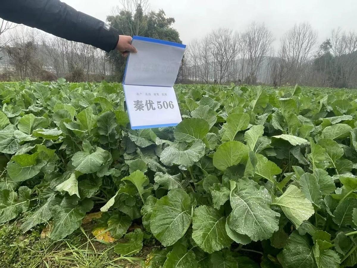 锌硒优质农产品有哪些（锌硒是什么意思）-硒宝网