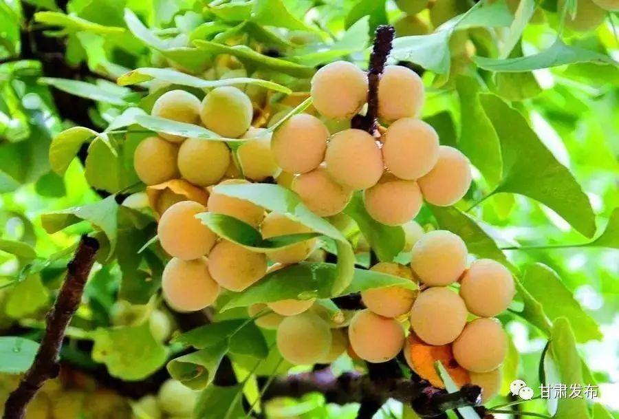 锌硒优质农产品有哪些（锌硒品牌）-硒宝网