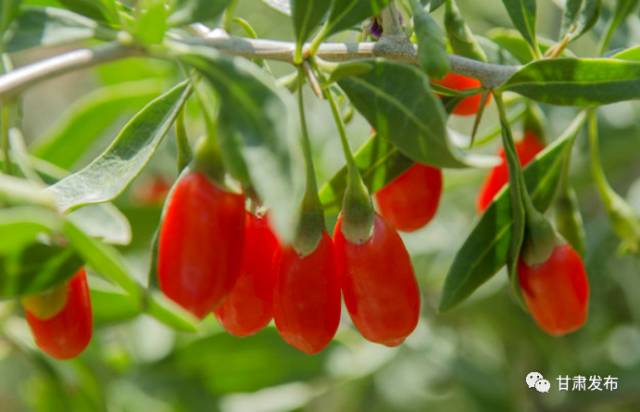 锌硒优质农产品有哪些（锌硒品牌）-硒宝网