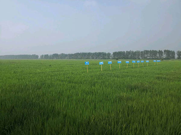 湖北恩施圣硒源硒产品（恩施硒圣植物真能抗癌）-硒宝网