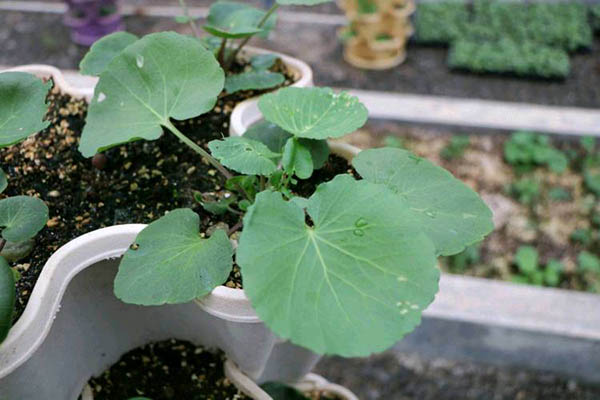 湖北恩施圣硒源硒产品（恩施硒圣植物真能抗癌）-硒宝网