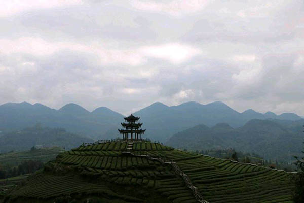 湖北恩施圣硒源硒产品（恩施硒圣植物真能抗癌）-硒宝网