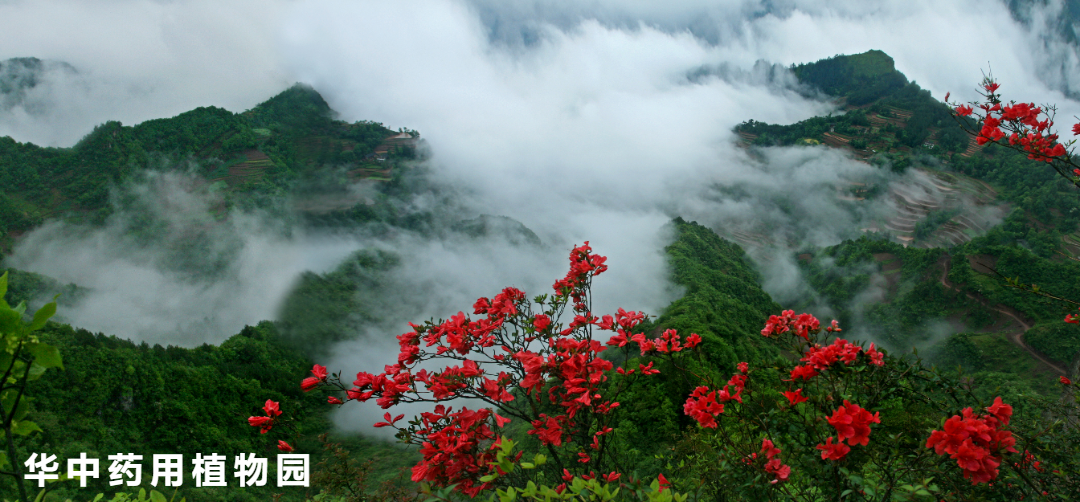 湖北恩施硒产品是真的（恩施生产硒的厂家）-硒宝网