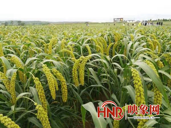 把硒资源转化成硒产品（全国硒资源变硒产业）-硒宝网