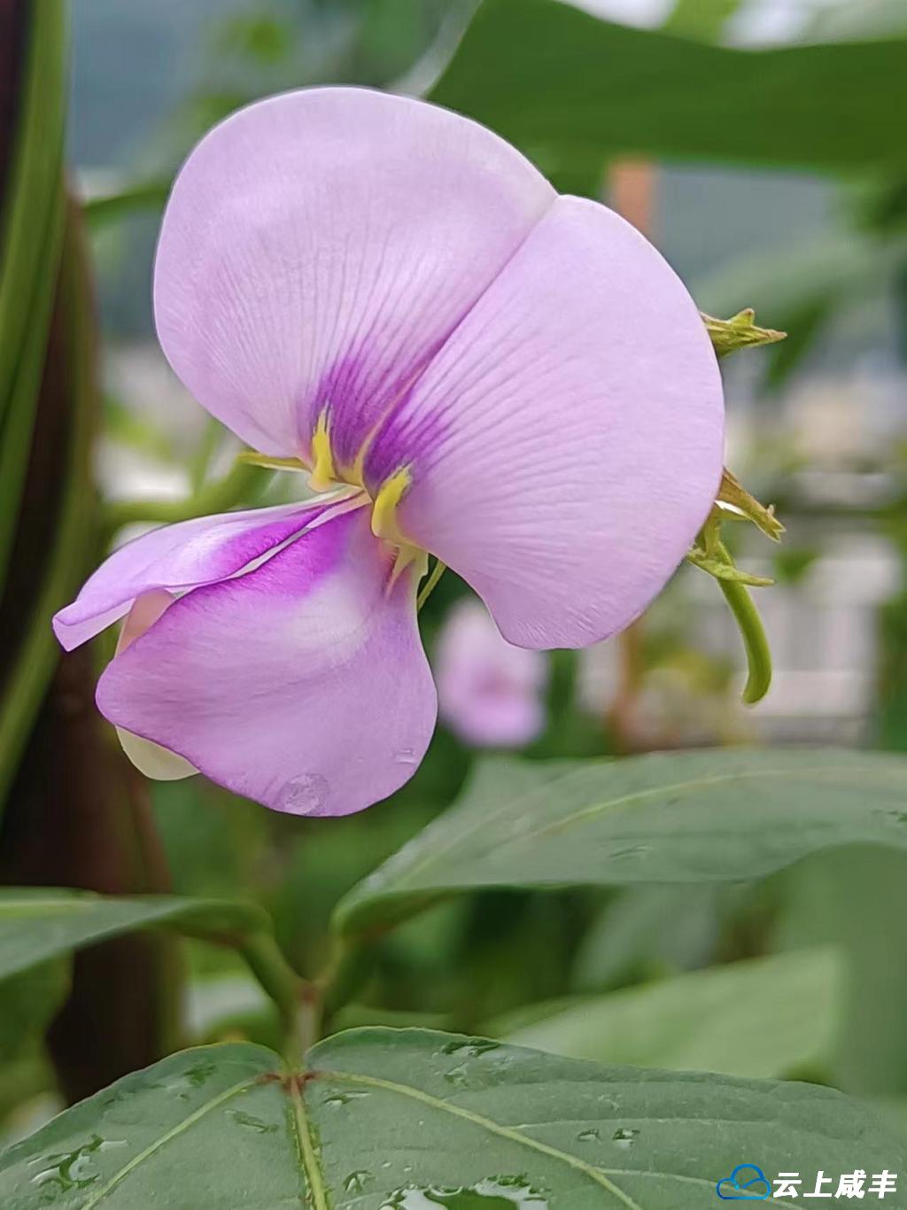 咸丰有哪些硒产品公司（咸丰富硒茶）-硒宝网