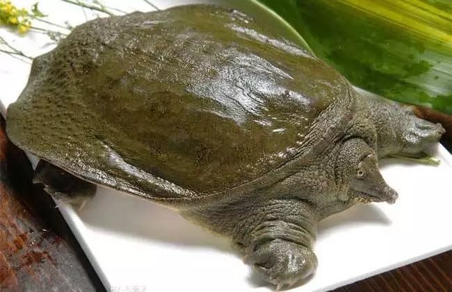 哪种海鲜产品含硒最高(海鲜种含高产品硒元素吗)-硒宝网