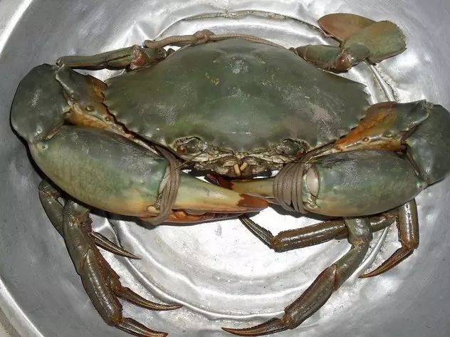 哪种海鲜产品含硒最高(海鲜种含高产品硒元素吗)-硒宝网