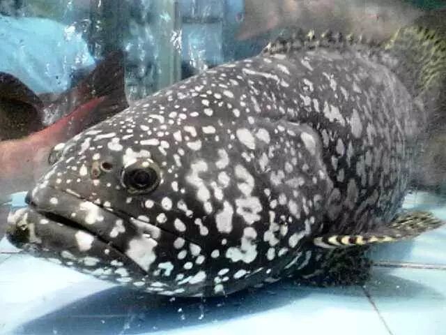 哪种海鲜产品含硒最高(海鲜种含高产品硒元素吗)-硒宝网