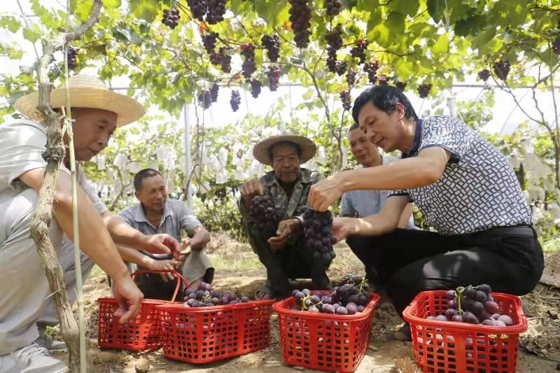 寿宁生态硒锌产品介绍(寿宁锌硒茶心怡香)-硒宝网