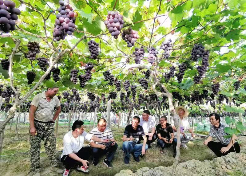 寿宁生态硒锌产品介绍(寿宁锌硒茶心怡香)-硒宝网