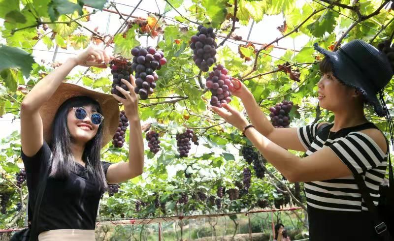 寿宁生态硒锌产品介绍(寿宁锌硒茶心怡香)-硒宝网