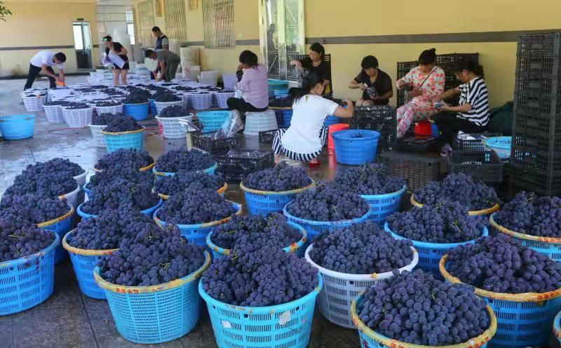 寿宁生态硒锌产品介绍(寿宁锌硒茶心怡香)-硒宝网