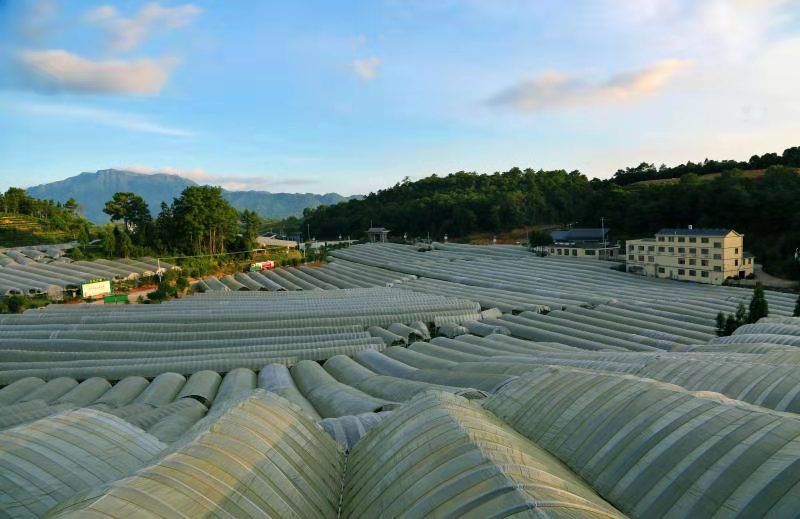 寿宁生态硒锌产品介绍(寿宁锌硒茶心怡香)-硒宝网