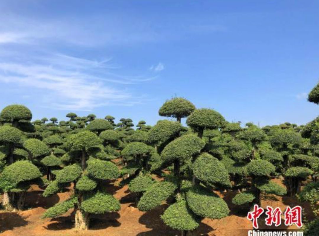 湖北富含硒元素的产品(富含湖北元素产品硒的有哪些)-硒宝网