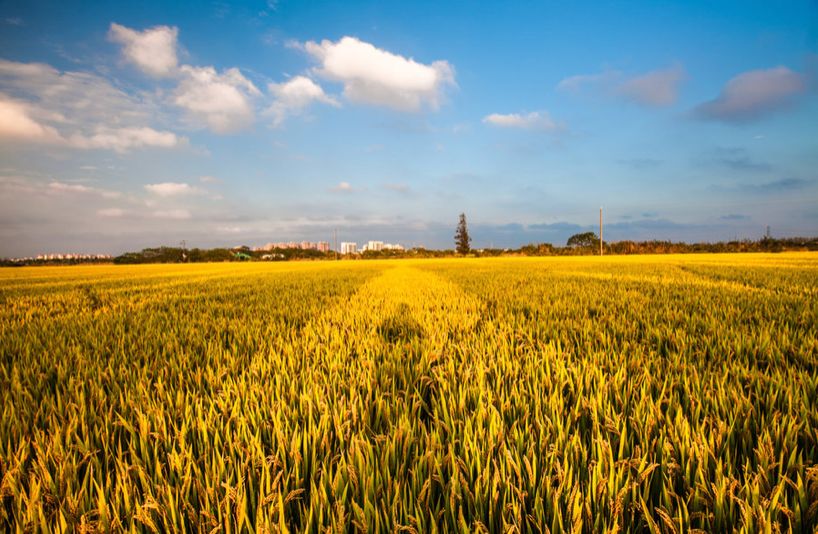 湖北富含硒元素的产品(富含湖北元素产品硒的有哪些)-硒宝网