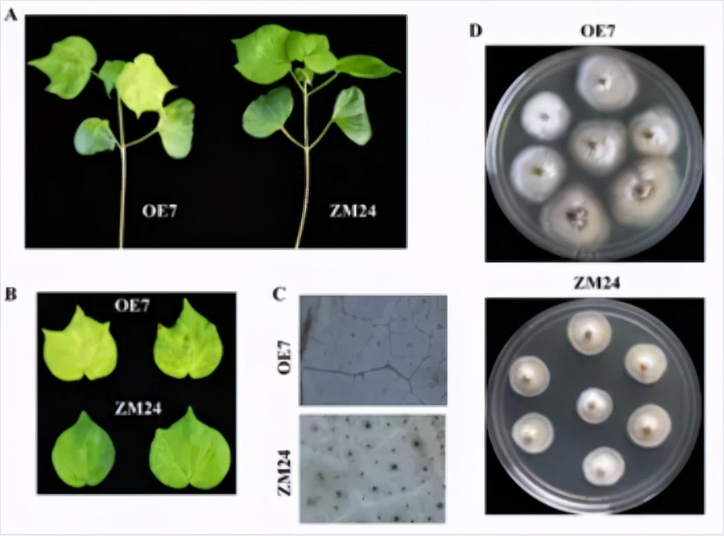 中国硒源健康产品示范（硒源食品有限公司）-硒宝网