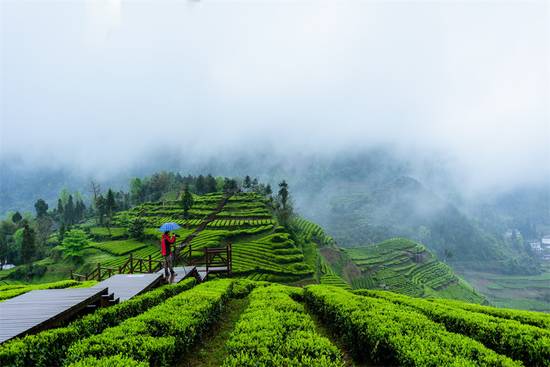 地理标志产品恩施硒茶（恩施硒茶品牌价值）-硒宝网