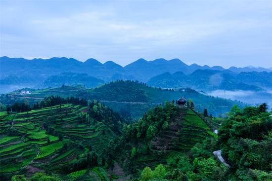 地理标志产品恩施硒茶（恩施硒茶品牌价值）-硒宝网