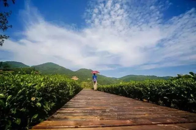 地理标志产品恩施硒茶（恩施硒茶品牌价值）-硒宝网