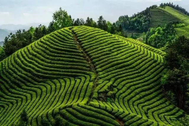 地理标志产品恩施硒茶（恩施硒茶品牌价值）-硒宝网