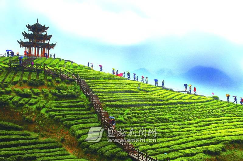 地理标志产品恩施硒茶（恩施硒茶品牌价值）-硒宝网