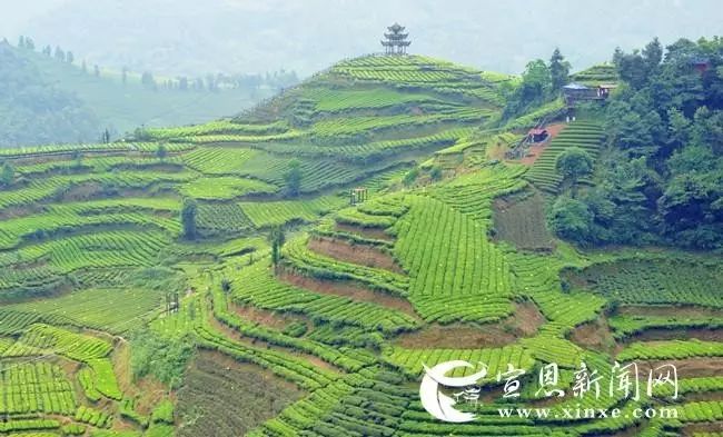 地理标志产品恩施硒茶（恩施硒茶品牌价值）-硒宝网