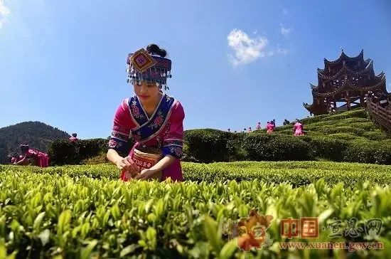 地理标志产品恩施硒茶（恩施硒茶品牌价值）-硒宝网