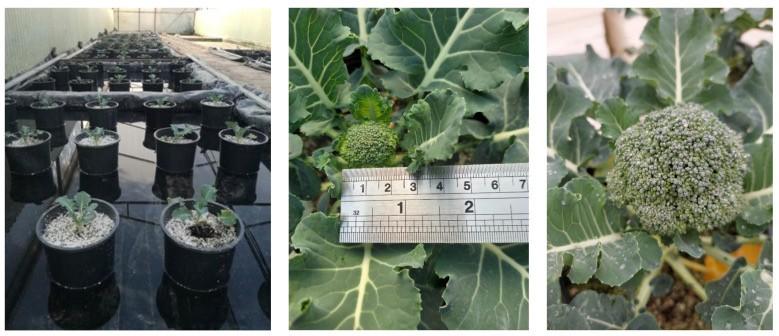 植物活性硒是什么产品(植物活性硒食品)-硒宝网