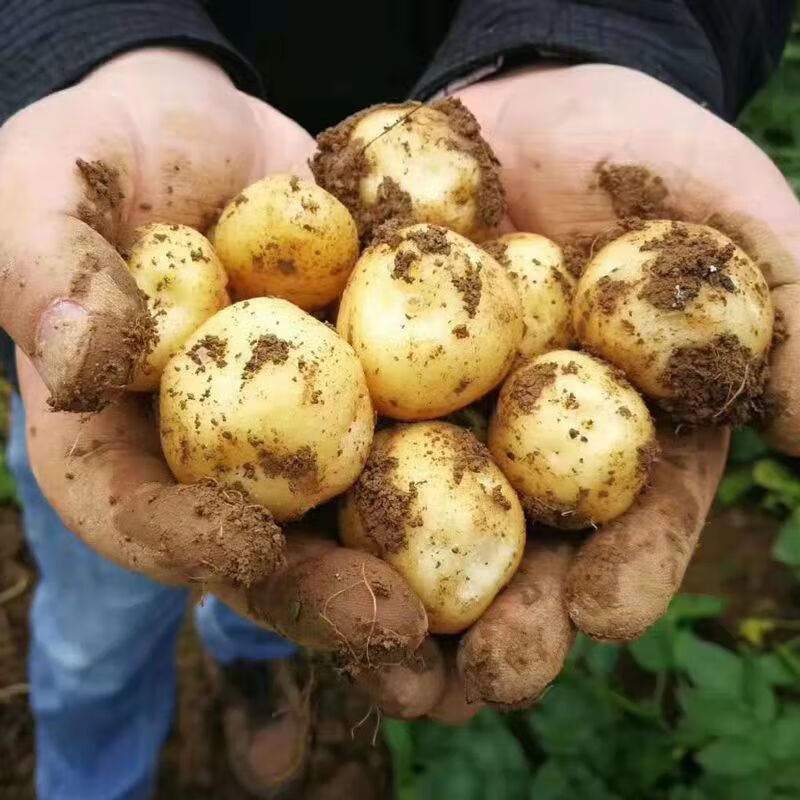 恩施农产品硒含量统计（恩施硒储量）-硒宝网