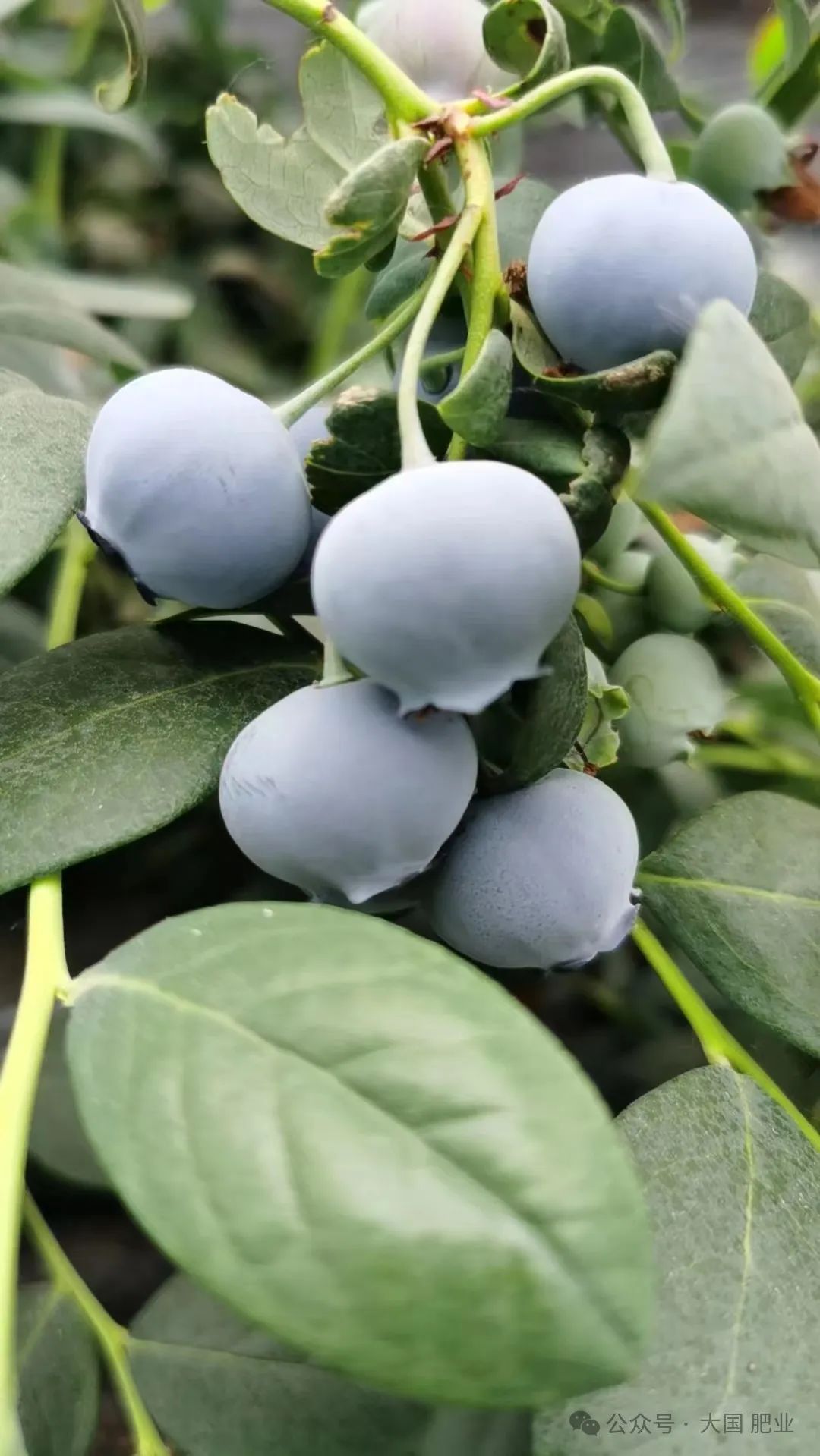 植物硒元素的营养产品（硒元素的营养品）-硒宝网