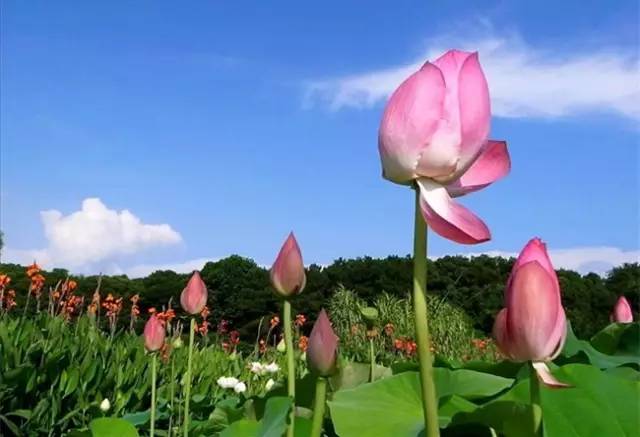 湖北利川含硒高的产品(利川含硒调查)-硒宝网