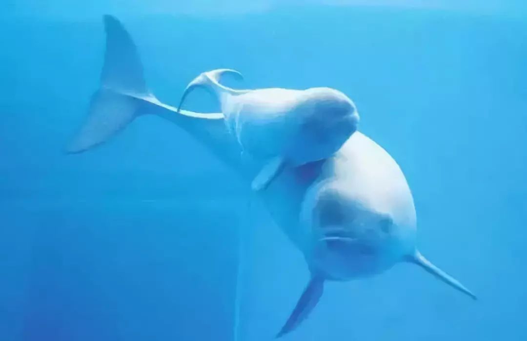 湖北利川含硒高的产品(利川含硒调查)-硒宝网