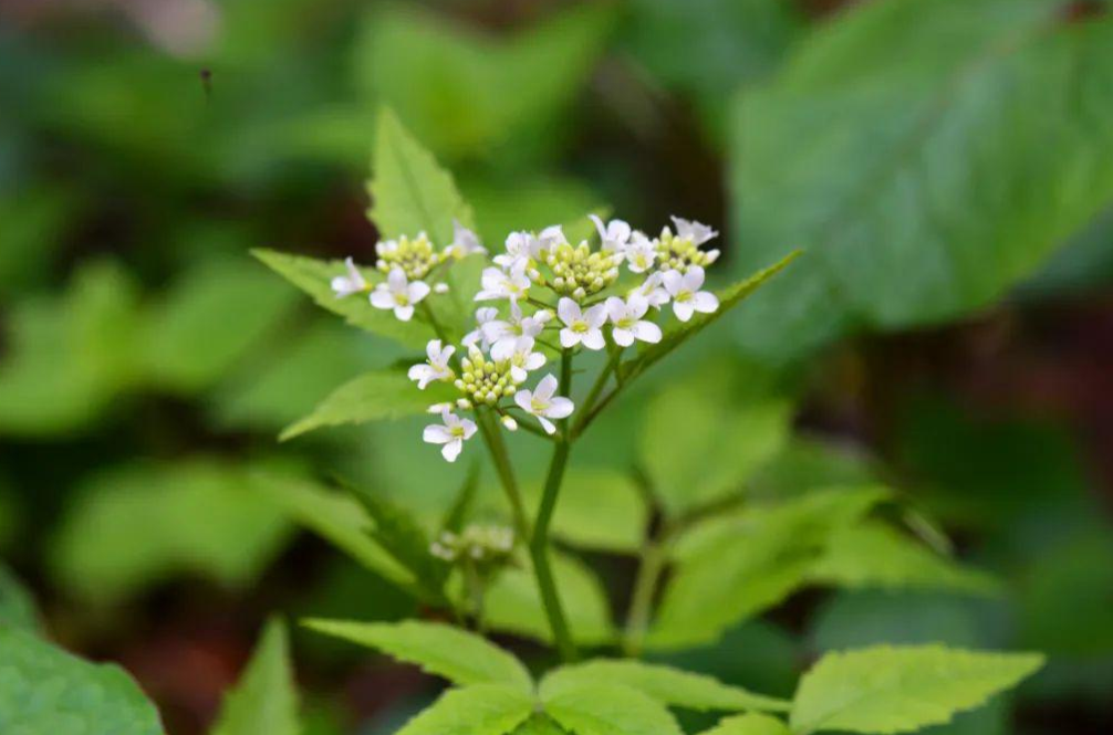 植物硒元素的营养产品(营养元素植物产品硒含量)-硒宝网